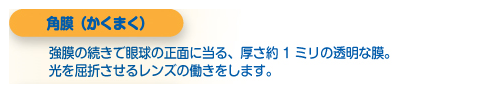 水晶体（すいしょうたい）両凸レンズの形をしていて、焦点を調節し像を網膜に結ばせる働きをします。