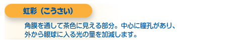 網膜（もうまく）物体の像が結ばれる部分。網膜の後ろには中心窩と呼ばれる視力のもっともよいところがあります。