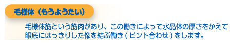 毛様体（もうようたい）毛様体筋という筋肉があり、この働きによって水晶体の厚さをかえて眼底にはっきりした像を結ぶ働き(ピント合わせ)をします。