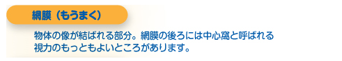 虹彩（こうさい）角膜を通して茶色に見える部分。中心に瞳孔があり、外から眼球に入る光の量を加減します。